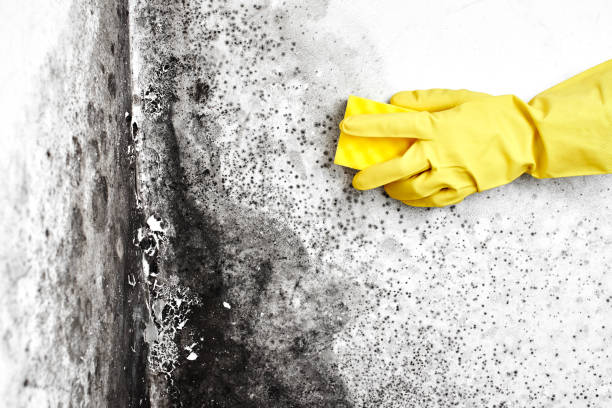 Best Toxic Mold Removal  in , NH