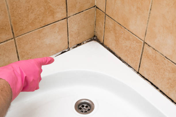 Best Attic Mold Removal  in , NH